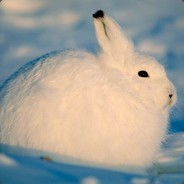 winterrabit