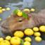 Kapybara Sniffer
