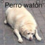 PERRO WATÓN