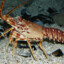 La_Langouste