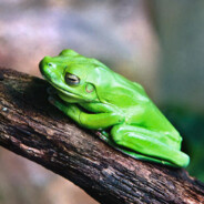 80 Frogs in a Trenchcoat