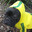 ChataTheFrenchie avatar