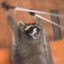 racoon420