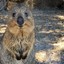 Quokka