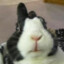 bnuy (intenso conejin)