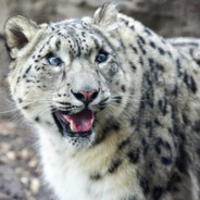 芝士雪豹不闭嘴