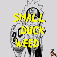 Small Duck Weed avatar