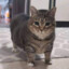Gato