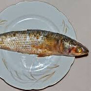 fesikhcel