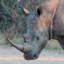 Turn 2 Rhino