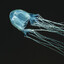 a real fish