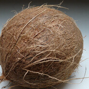 Coconut