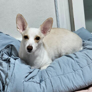 죽은자식부랄만지기