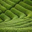 MATCHA FIELD