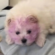 遇事不决可问春风