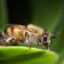 Blooming honey bee