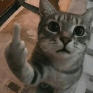 isf - steam id 76561199123585325