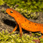 9Newts