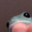froggzie