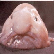 Meowreh - someone play with me