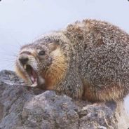 MARMOT٩(͡๏̯͡๏)۶