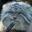 MANUL