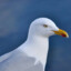 Seagull