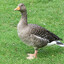 Geese the band