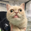 STUP1D_CAT