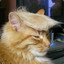 TrumpCAT