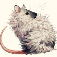 Rat