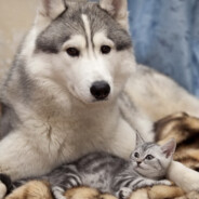 阿姨，多打点饭