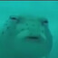 BIG FISH