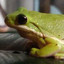 Froggo der Leichtmatrose