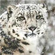 芝士雪豹