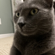 Мурсикова ИМПЕРИ