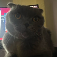 Владилингус