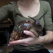 Giant African Snail