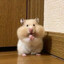 ucanhamster