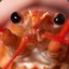 Lobster Eyes
