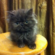 прости...) мнепоху