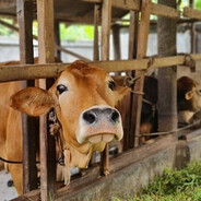 A6 Priemiem Guan Ying Mah Fav