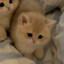 д♡чь