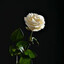 Lith's avatar