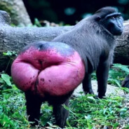 ꪶꪮꪖᦔ꠸ꪀᧁ