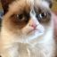 GrumpyCat