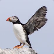 Puffin Warrior