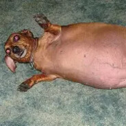 Rotten dog corpse