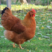 Кур || Airflow Team