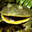 Frogtastic